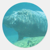 Hippopatumus Habitat Stickers (Vorderseite)