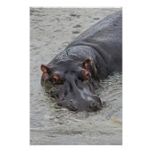Hippoposterus Poster (Vorderseite)