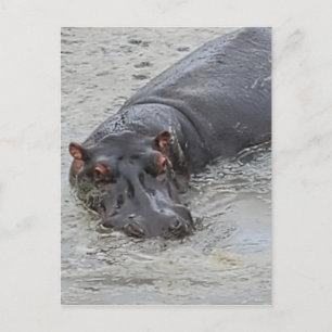 Hippoposterus Postkarte