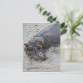 Hippoposterus Postkarte (Stehend Vorderseite)