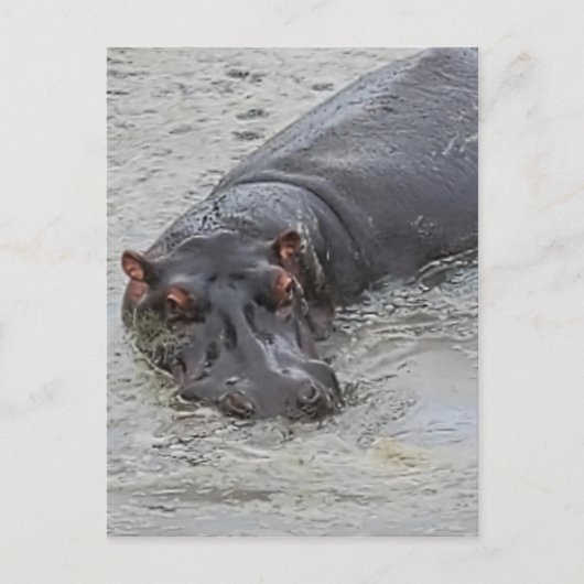 Hippoposterus Postkarte (Vorderseite)