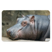 Hippopotammagnet Magnet (Horizontal)