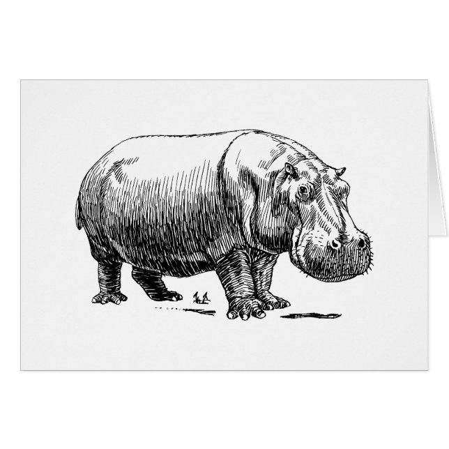 Hippopotamus (Vorderseite (Horizontal))