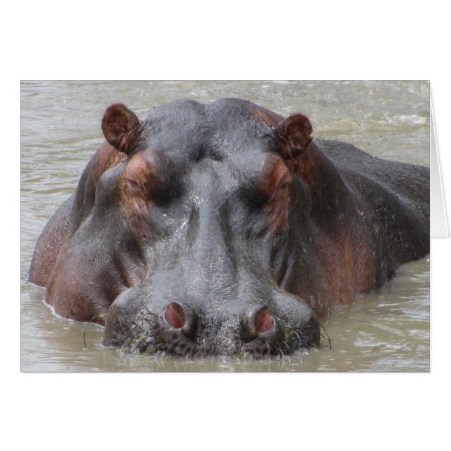 Hippopotamus (Vorderseite (Horizontal))