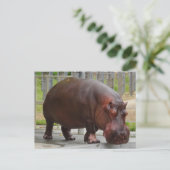 Hippopotamus #2 Postkarte (Stehend Vorderseite)