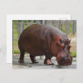 Hippopotamus #2 Postkarte (Vorne/Hinten)
