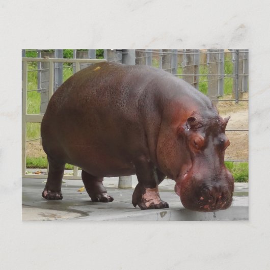 Hippopotamus #2 Postkarte (Vorderseite)