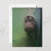 Hippopotamus Abstrakt #2 Postkarte (Vorne/Hinten)
