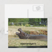 Hippopotamus Einnehmen eines Getränks Postkarte (Vorne/Hinten)