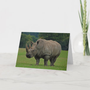 Hippopotamus-Grußkarte Karte
