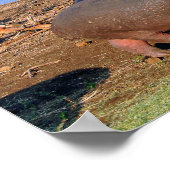 Hippopotamus hippo See St. Lucia Wetland Park Poster (Ecke)