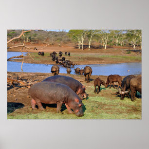 Hippopotamus hippo See St. Lucia Wetland Park Poster