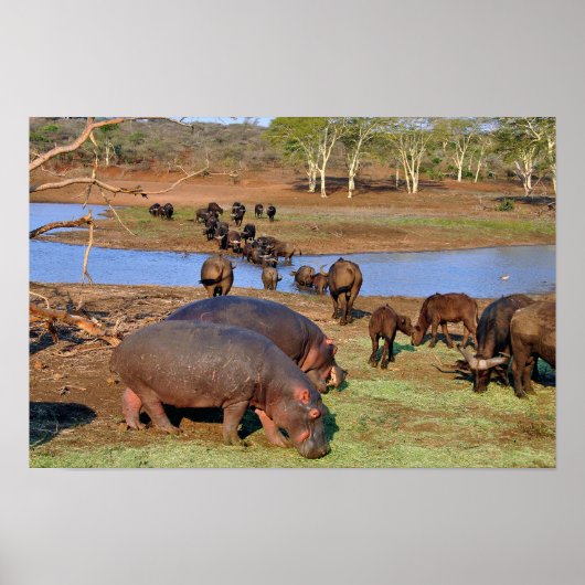 Hippopotamus hippo See St. Lucia Wetland Park Poster (Vorne)