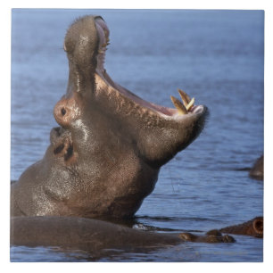 Hippopotamus (Hippopotamus amphibius) in Fliese