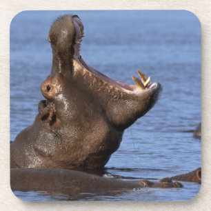 Hippopotamus (Hippopotamus amphibius) in Getränkeuntersetzer