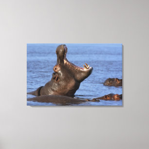 Hippopotamus (Hippopotamus amphibius) in Leinwanddruck
