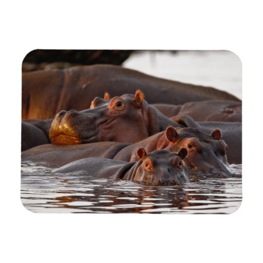 Hippopotamus, Hippopotamus amphibius, See Magnet (Horizontal)