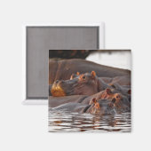 Hippopotamus, Hippopotamus amphibius, See Magnet (Vorderseite/Rückseite)