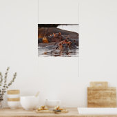 Hippopotamus, Hippopotamus amphibius, See Poster (Küche)