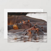 Hippopotamus, Hippopotamus amphibius, See Postkarte (Vorne/Hinten)