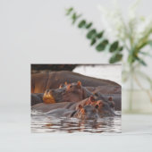 Hippopotamus, Hippopotamus amphibius, See Postkarte (Stehend Vorderseite)