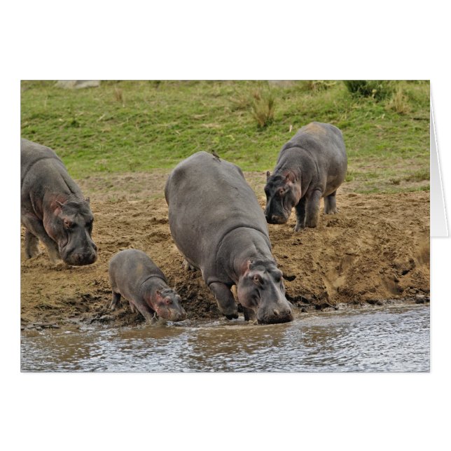 Hippopotamus, Hippopotamus amphibius, Serengeti (Vorderseite (Horizontal))