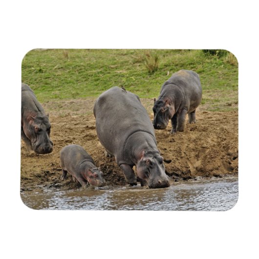 Hippopotamus, Hippopotamus amphibius, Serengeti Magnet (Horizontal)