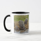 Hippopotamus, Hippopotamus amphibius, Serengeti Tasse (Links)