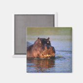 Hippopotamus im Fluss Magnet (Vorderseite/Rückseite)