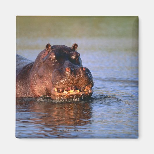 Hippopotamus im Fluss Magnet (Vorne)