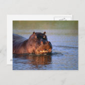 Hippopotamus im Fluss Postkarte (Vorne/Hinten)