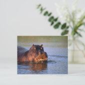 Hippopotamus im Fluss Postkarte (Stehend Vorderseite)