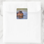 Hippopotamus im Fluss Quadratischer Aufkleber (Tasche)