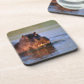 Hippopotamus im Fluss Untersetzer (Linke Seite)