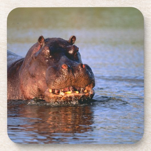 Hippopotamus im Fluss Untersetzer (Vorderseite)