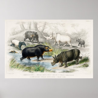 Hippopotamus, Indische Rhinozeros, Muchoco... Poster
