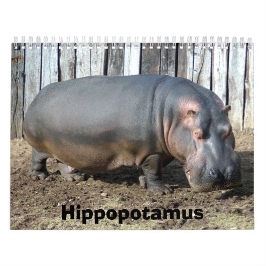 Hippopotamus-Kalender, Hippopotamus Kalender (Titelbild)
