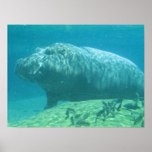 Hippopotamus-Plakat Poster