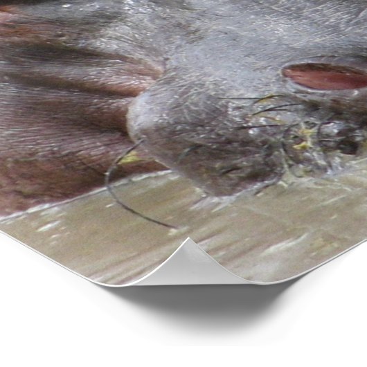 Hippopotamus Poster (Ecke)