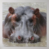 Hippopotamus Poster (Vorne)
