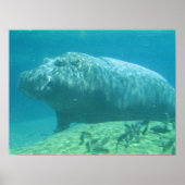 Hippopotamus Poster (Vorne)