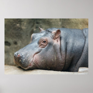 Hippopotamus-Poster Poster