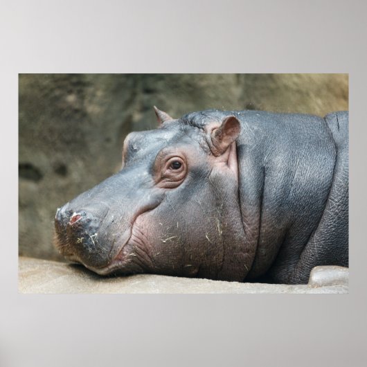 Hippopotamus-Poster Poster (Vorne)