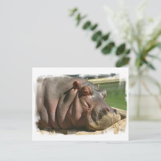 Hippopotamus Postkarte (Stehend Vorderseite)