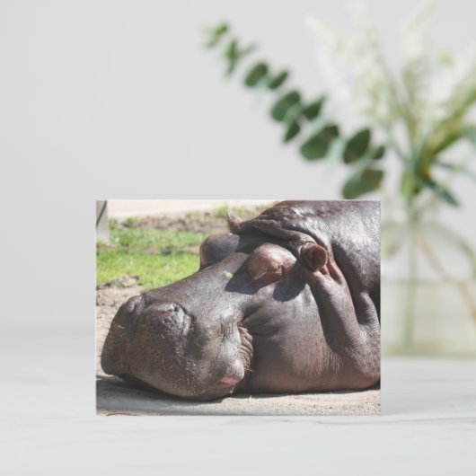 Hippopotamus Postkarte (Stehend Vorderseite)