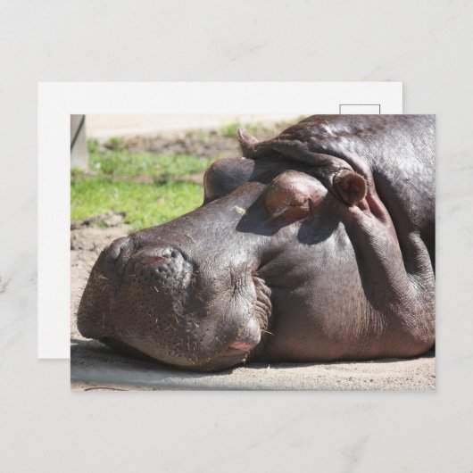 Hippopotamus Postkarte (Vorne/Hinten)
