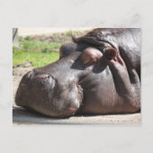 Hippopotamus Postkarte (Vorderseite)