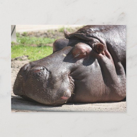 Hippopotamus Postkarte (Vorderseite)
