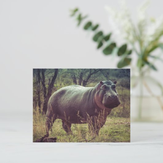 Hippopotamus Postkarte (Stehend Vorderseite)