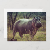 Hippopotamus Postkarte (Vorne/Hinten)
